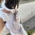 6 HAFTALIK 4 MİNİĞE ACİL YUVA LÜTFEN !!! fotoğraf