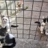 6 HAFTALIK 4 MİNİĞE ACİL YUVA LÜTFEN !!! fotoğraf