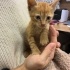 Sahiplendirilmek Üzere Dişi Yavru Kedi 🐾 fotoğraf