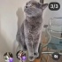 Ücretsiz sahiplenme dünya güzeli British kedi fotoğraf