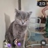 Ücretsiz sahiplenme dünya güzeli British kedi fotoğraf