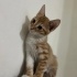 2 Aylık Minikler Yuva Arıyor fotoğraf