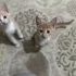 2 Aylık Minikler Yuva Arıyor fotoğraf