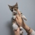 Minik Bebek Çok Acil Yuvasını Arıyor fotoğraf