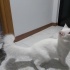 kar beyaza yuva fotoğraf
