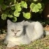 1.5 YAŞLARINDA BRİTİSH SORTHAİR fotoğraf