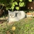 1.5 YAŞLARINDA BRİTİSH SORTHAİR fotoğraf