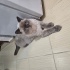 British shorthair bluepoint kedime yuva ariyorum fotoğraf