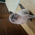 British shorthair bluepoint kedime yuva ariyorum fotoğraf