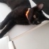 ilgi aşığı şopar kedi fotoğraf
