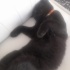 ilgi aşığı şopar kedi fotoğraf