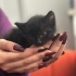 ÜCRETSİZ SOKAKTAN SİYAH KEDİ fotoğraf