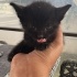 ÜCRETSİZ SOKAKTAN SİYAH KEDİ fotoğraf