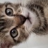 BENGAL KIRMASI TEKİR ERKEK KEDİ fotoğraf