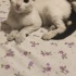 YAKLAŞIK 3.5 AYLIK VAN MELEZİ fotoğraf