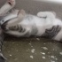 Oyuncu ve çok akıllı bir kedi fotoğraf