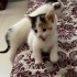 Oyuncu yavru kedi fotoğraf