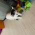 Oyuncu yavru kedi fotoğraf
