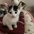 Oyuncu yavru kedi fotoğraf