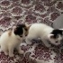 Oyuncu yavru kedi fotoğraf