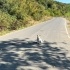 SÜTLAÇ İÇİN KALICI YUVA ARIYORUZ fotoğraf