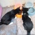 Maskeli, uysal kedi fotoğraf