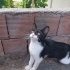 Maskeli, uysal kedi fotoğraf