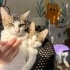 4,5 Aylık Kısır Çipli Teo&Leo🩵 fotoğraf