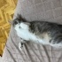 Yavru kediler yuvalansın fotoğraf