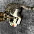 Yakışıklı oğlumuza yuva fotoğraf