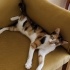Çok zeki  ve çok güzel calico( üç renkli ) kızımız yuva arıyor