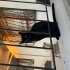 Sokağa terk edildi yaralandı fotoğraf