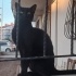 Sokağa terk edildi yaralandı fotoğraf