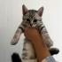 4 YAVRU TEKİR VE BRİTİSH BLUEPOİNT KIRMASI fotoğraf