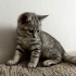 4 YAVRU TEKİR VE BRİTİSH BLUEPOİNT KIRMASI fotoğraf