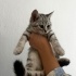 4 YAVRU TEKİR VE BRİTİSH BLUEPOİNT KIRMASI fotoğraf