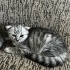 4 YAVRU TEKİR VE BRİTİSH BLUEPOİNT KIRMASI fotoğraf