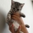 4 YAVRU TEKİR VE BRİTİSH BLUEPOİNT KIRMASI fotoğraf