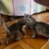 4 YAVRU TEKİR VE BRİTİSH BLUEPOİNT KIRMASI fotoğraf