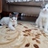 Minik yavrularımıza yuva fotoğraf