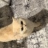 Yeni yuva arıyoruz fotoğraf