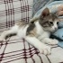 Sultangazi de ACİL YAVRU kedi