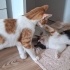 Çapkin ve Zilli'ye kalici yuva:) fotoğraf