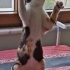 Çapkin ve Zilli'ye kalici yuva:) fotoğraf