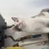 Acil Ömürlük Yuva fotoğraf