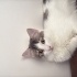 Acil Ömürlük Yuva fotoğraf