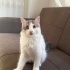 Acil Ömürlük Yuva fotoğraf
