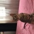 Oyuncu cana yakın dişi tekir fotoğraf