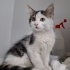 Dizel Motor, Puurrr Makinesi, uzun tüylü, puf puf 3 aylık oğlan çocuğu fotoğraf