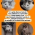 Sizi çok sevecek bu yavruya ömürlük yuva    arıyoruz fotoğraf